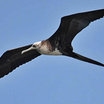 Magnificent Frigatebird